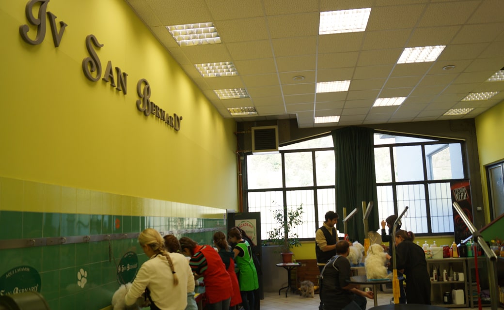 Груминг без границ (обзор школ груминга)